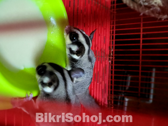 Sugar Glider  Tame Size Pair